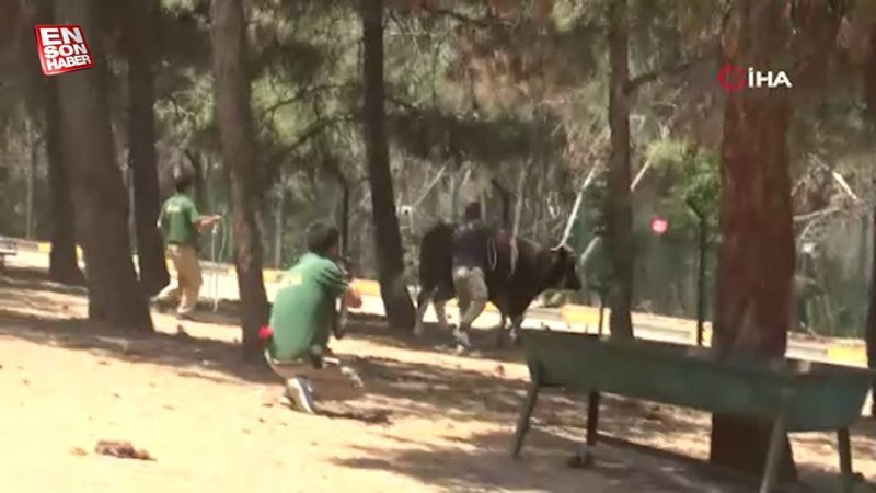 Gaziantep'te kurban yakalama timinin bayram hazırlığı sürüyor