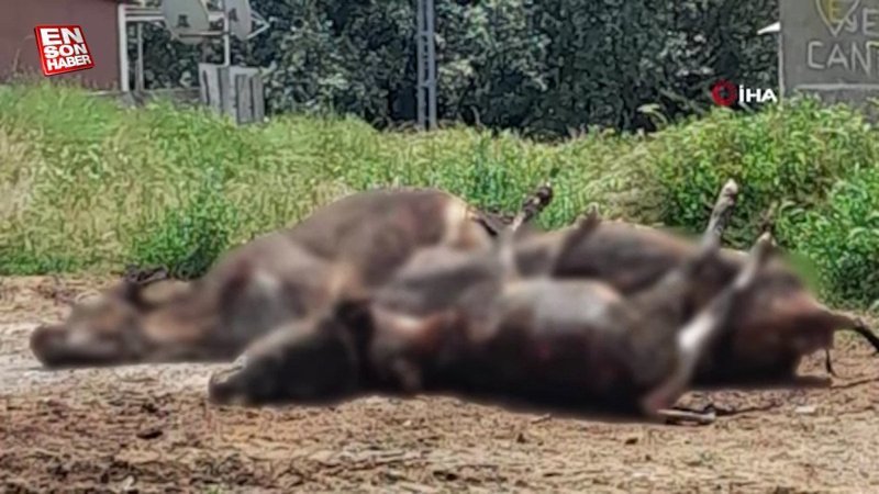 Tek geçim kaynağı olan inekleri yangında telef oldu