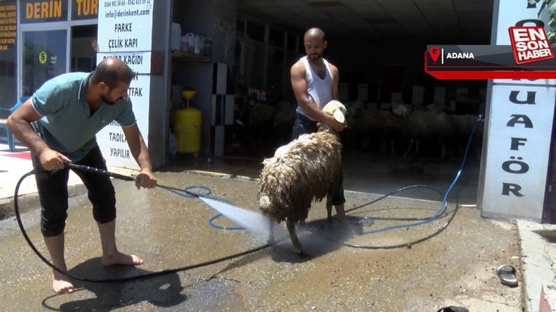 Adana'da kurbanlık hayvanları oto yıkama dükkanında yıkadılar