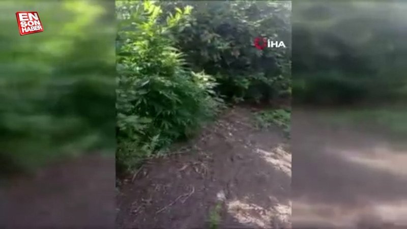 Adana’da narenciye bahçesini kenevir tarlasına çevirdi