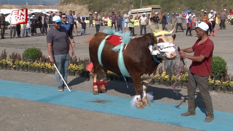Sultangazi’de kurbanlıklar güzellik yarışmasına katıldı