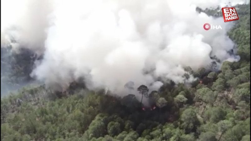 Meksika’da orman yangını
