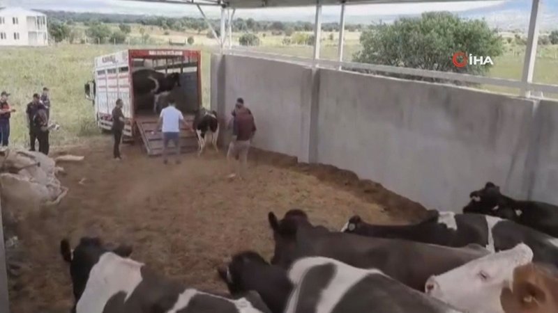 Denizli'de bakımını yaptığı kurbanlıkları çaldı