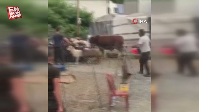 Artvin'de ipini koparan boğa paniğe neden oldu