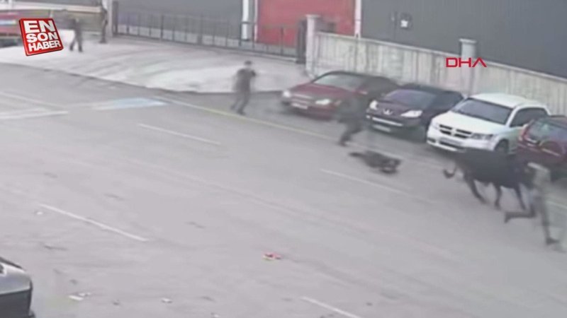 Erzurum'da sahibinin elinden kaçan boğa vatandaşlara zor anlar yaşattı