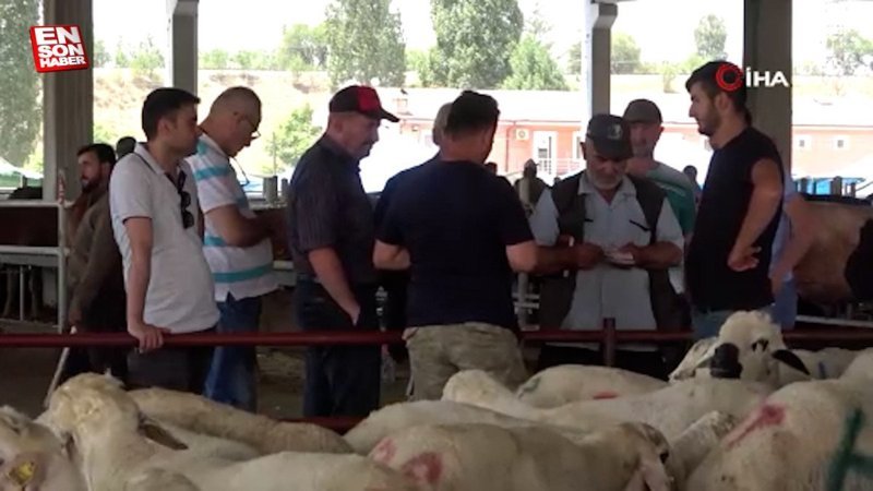 Kırıkkale'de elde kalan kurbanlıkların fiyatı maliyetine düşürüldü