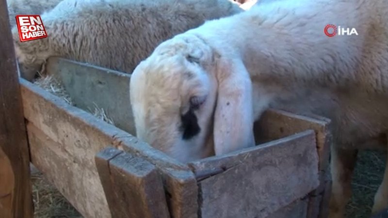 İstanbul'da satacağı 16 kurbanlığı hırsızlara kaptırdı