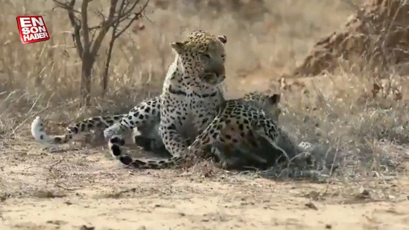 Dişi leoparın erkeğin ilgisini çekmeye çalıştığı anlar