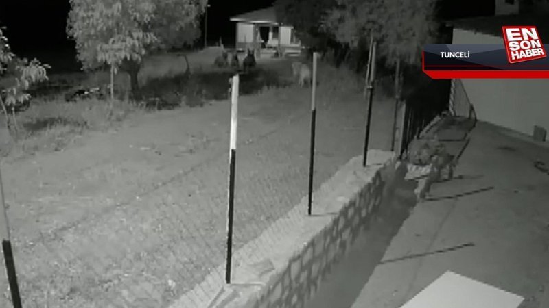 Tunceli'de cesur köpek, ayıları koruduğu eve yaklaştırmadı