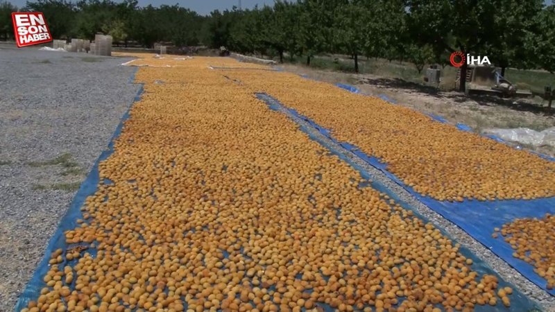 Malatya kayısısında hasat başladı