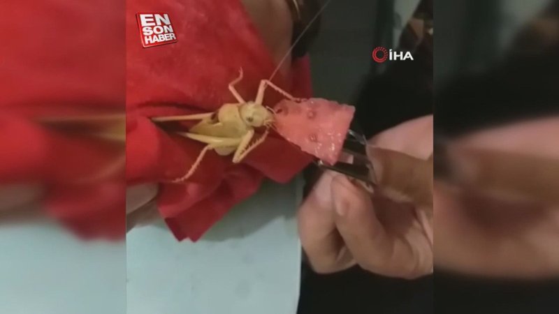 Elazığ’da dev çekirgeye karpuz yedirdi