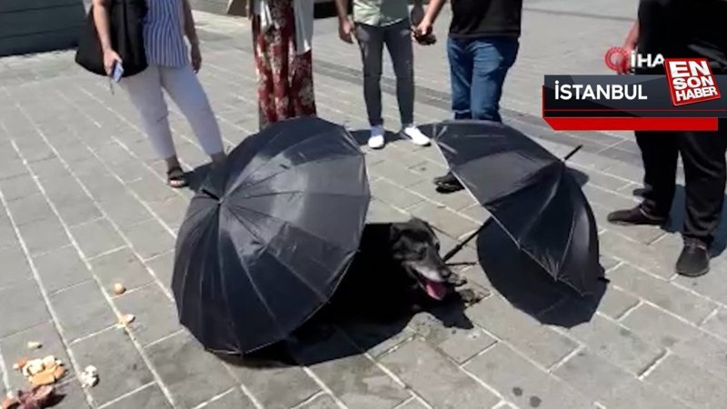 Taksim'de polis ve vatandaşlar yaralı köpek için seferber oldu