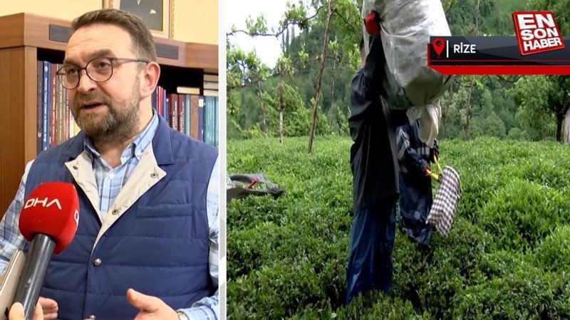 Çay hasadında işçi sorunu: Gençler bahçeye inmiyor