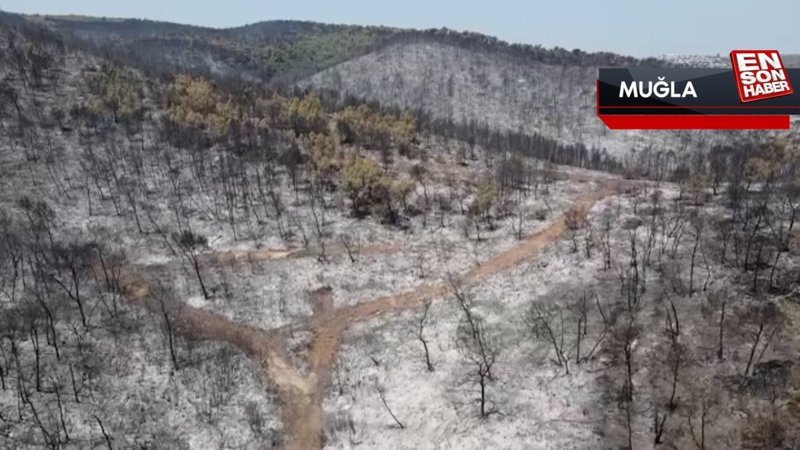 Muğla'da yangından zarar gören alanlar havadan görüntülendi