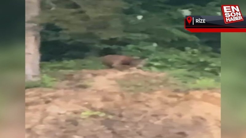 Rize'de köylü teyakkuzda: 15 kişilik ayı timi nöbete başladı