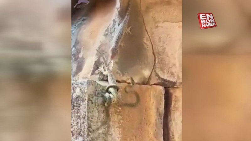 Eşi için yılana meydan okuyan kertenkele