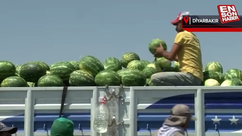 Diyarbakır'da 150 bin tonu aşkın karpuz rekoltesi bekleniyor