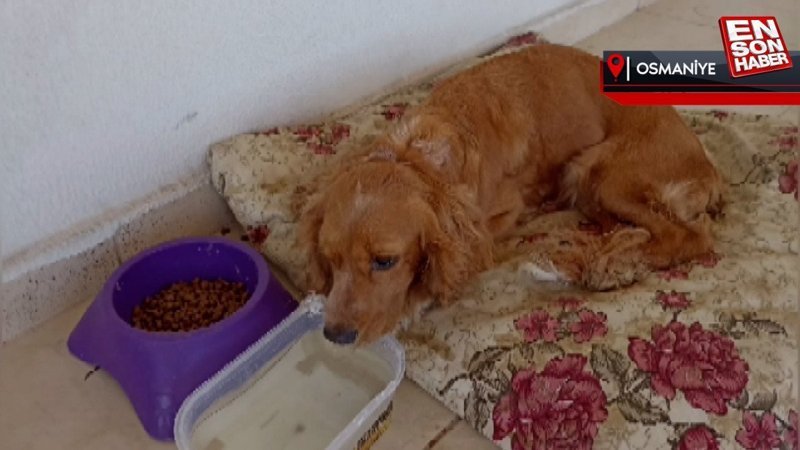 Osmaniye'de köpeğini paspasla dövdü