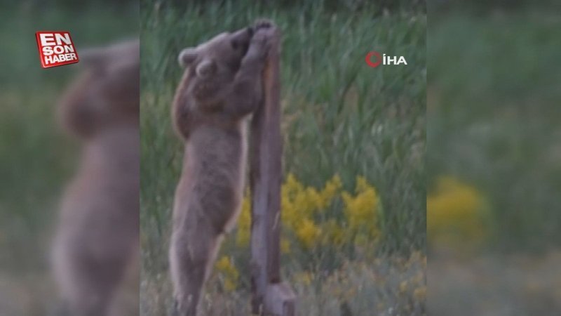 Bitlis'te yavru boz ayının araç sürücüsüne saldırısı