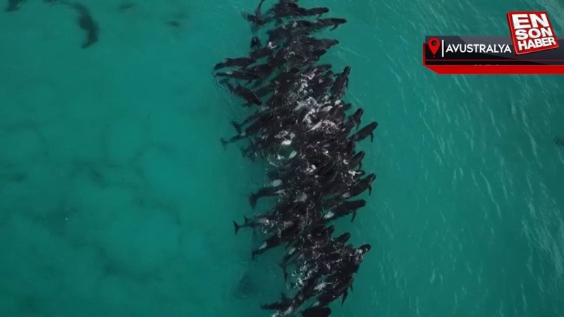 Avusturalya’da 51 pilot balina kıyıya vurdu