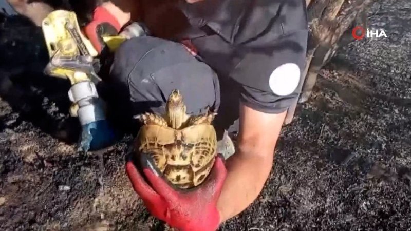 Alevlerin arasında yaşama dönen kaplumbağa, itfaiye erinin sevinci oldu