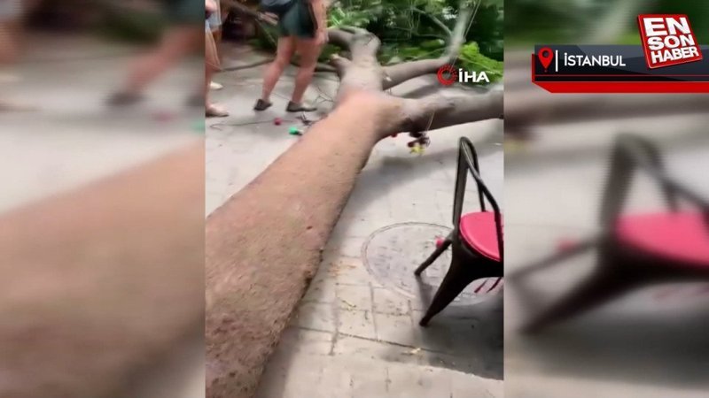 Beyoğlu'nda şiddetli rüzgar ağacı devirdi