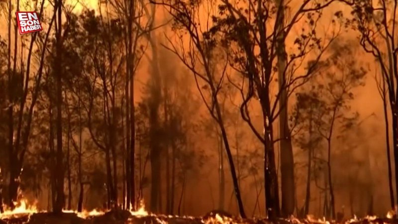 Dünyada son 10 yılda yaklaşık 82 milyon hektar ormanlık alan yandı