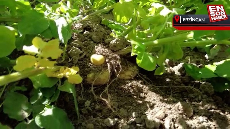 Erzincan’da patates üretiminin yaygınlaşmasına devlet katkısı