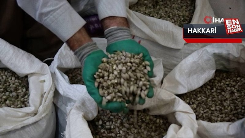 Kenger bitkisinden kentin ekonomisine 2 milyon dolar katkı