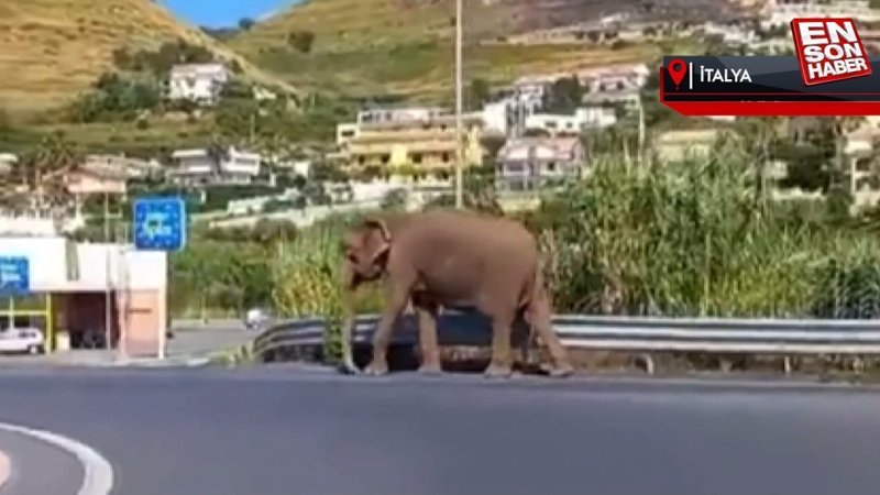 İtalya’da sirkten kaçan fil otoyola çıktı