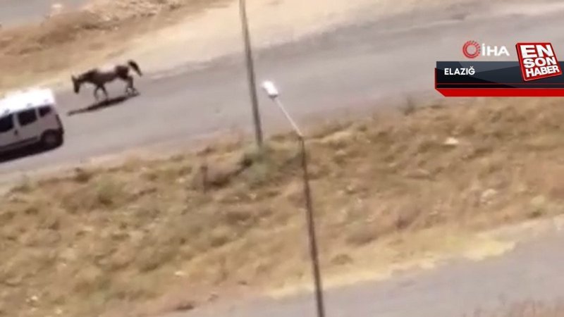 Elazığ'da atı aracın arkasına bağlayıp koşturan şahsa 5 bin 505 lira ceza