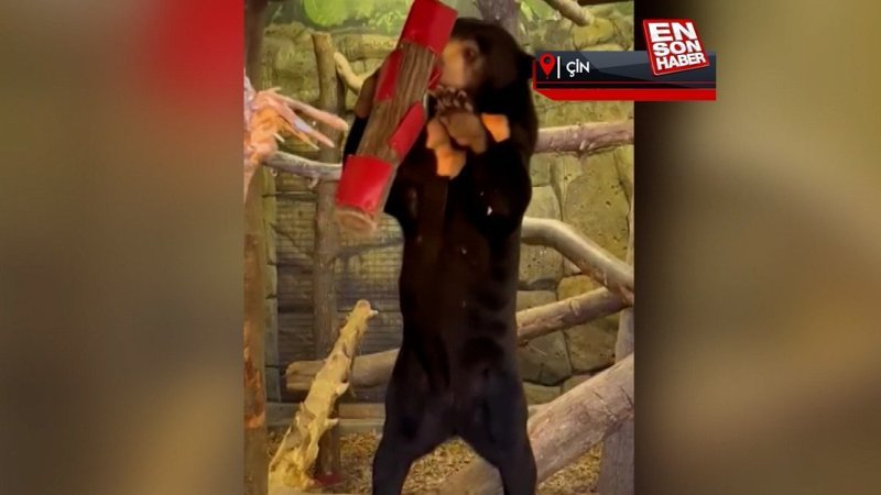 Çin'de insan davranışları gösteren ayı tartışmalara sebep oldu