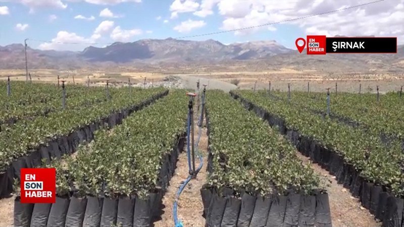 Şırnak'ta terör nedeni ile boşaltılan köyler fıstık bahçesine dönüştü