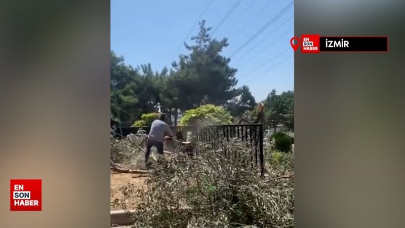 CHP’li Bornova Belediyesi zeytin ağaçları da dahil olmak üzere birçok ağacı kesti