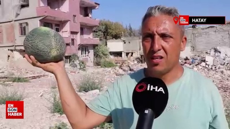 Enkazda yetişen kavun ve karpuzda hasat vakti