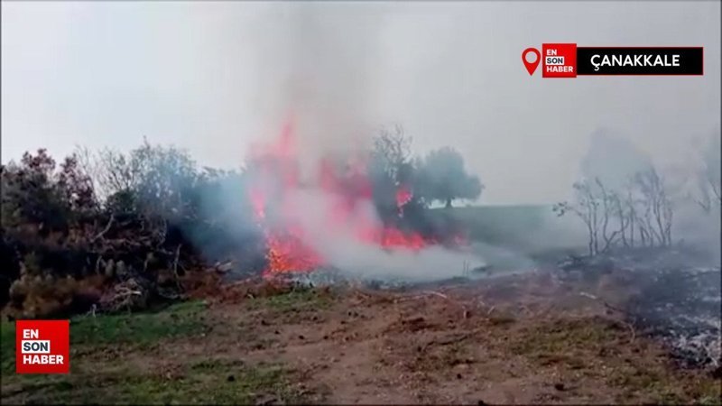 Çanakkale'deki orman yangını kontrol altına alındı