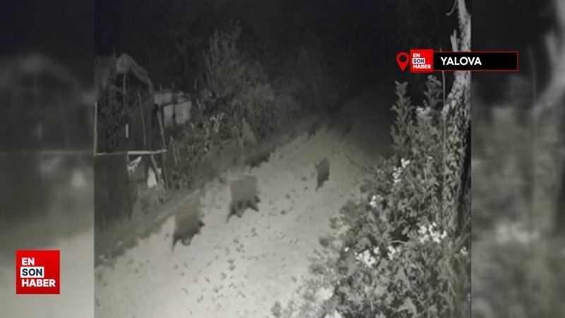 Yalova’da köy merkezine inen domuz sürüsü