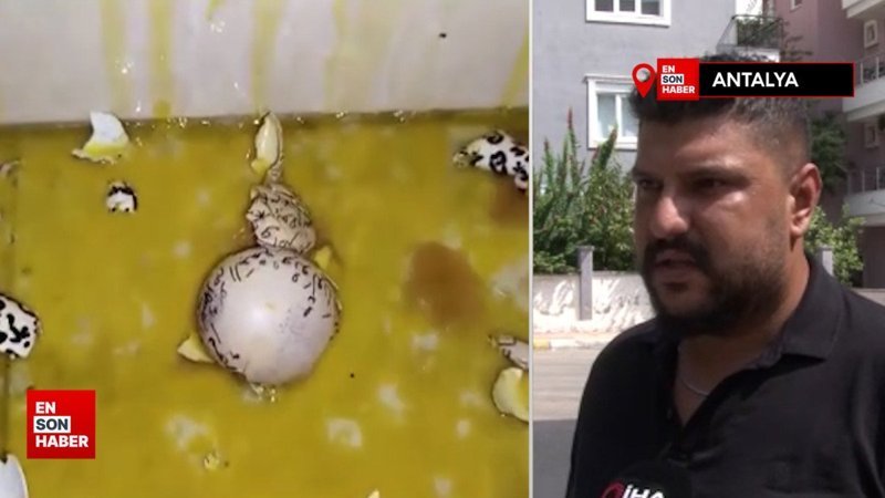 Antalya'daki kiracının evine yumurtalı saldırı