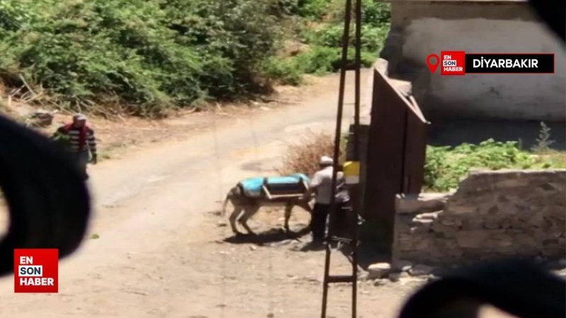 Diyarbakır'da eşeğe işkence