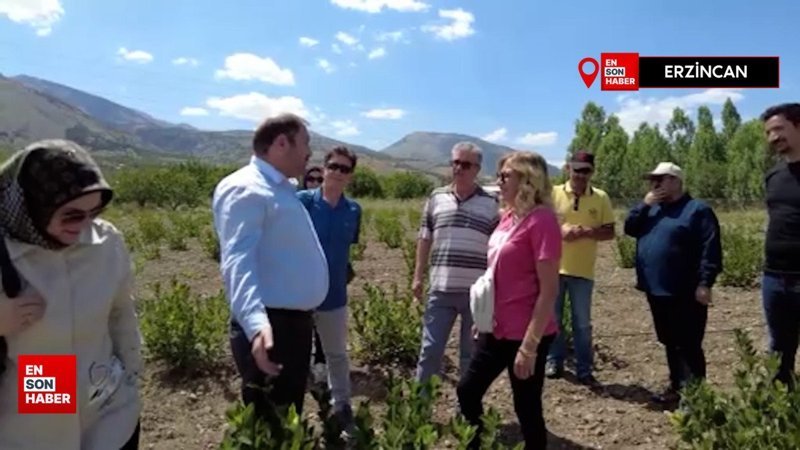 Erzincan’da ilaç ve gıda sanayisinde kullanılan aronya yetiştirilmeye başlandı