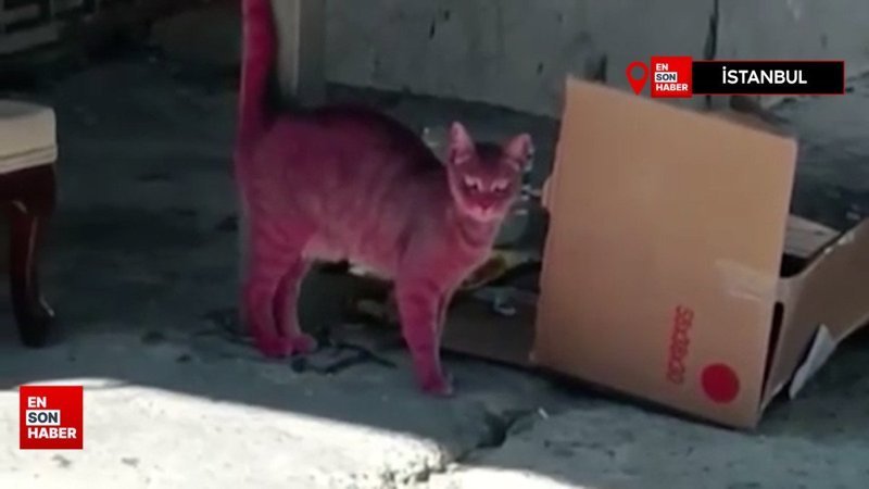 İstanbul'da kediyi pembeye boyayıp sokağa saldılar