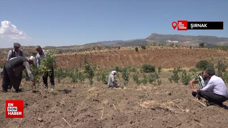 Geçmişte terör nedeniyle boşaltılan köylerdeki atıl araziler fıstık bahçesine dönüştü