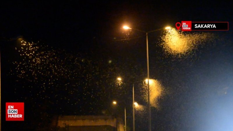 Sakarya'da milyonlarca kelebeğin ölüm dansı bir kez daha gerçekleşti