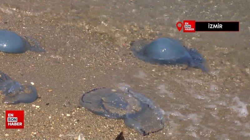 İzmir plajlarında denizanaları istilası: Tatilciler tedirgin