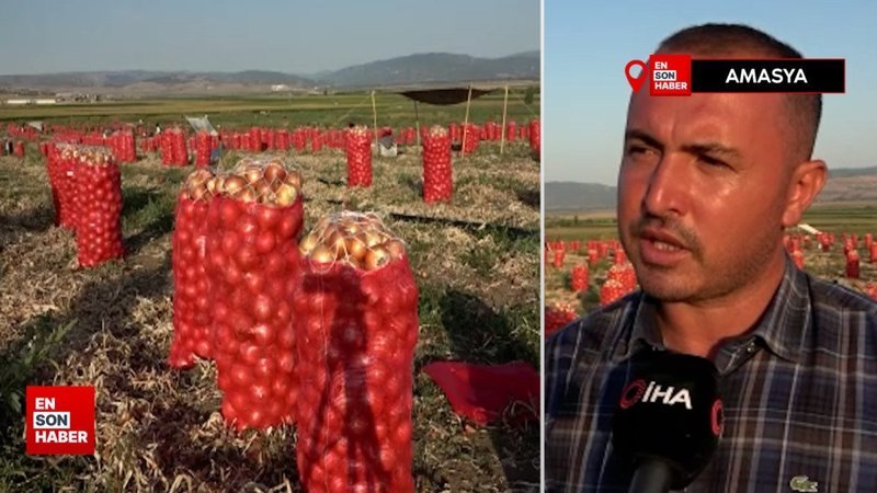 Amasya’da soğan tarlada 4 liraya kadar indi
