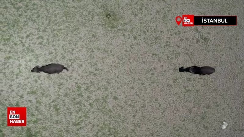 Alibeyköy Barajı'nı besleyen gölet tamamen kurudu: Kuraklık gün yüzüne çıktı