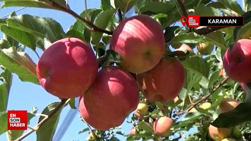 Karaman’da 55 gün sürecek olan elma hasadı başladı