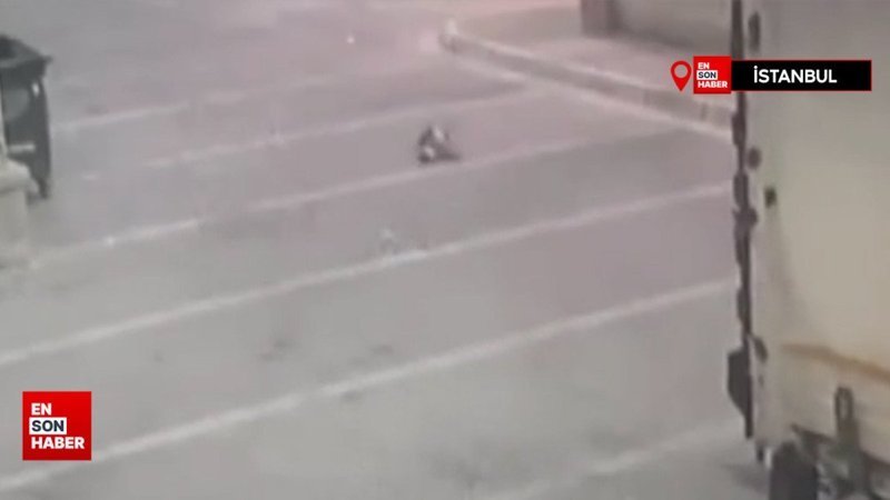 Kediyi ezen sürücü veterinere gitmek yerine kediyi çöpün dibine bıraktı