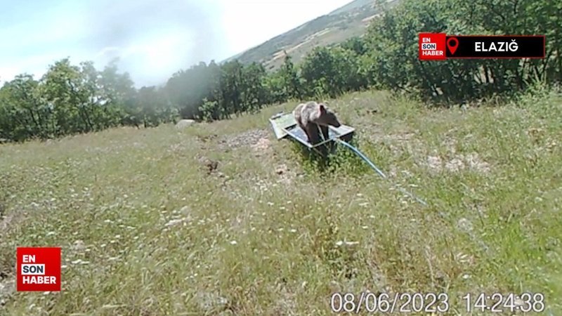 Boz ayının suyla serinlemeye çalıştığı anlar fotokapana takıldı