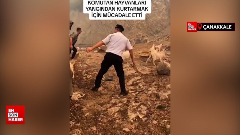 Çanakkale'de komutanın köydeki hayvanları kurtarma çabası